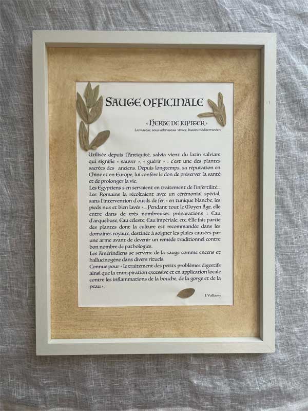 Herbier SAUGE OFFICINALE