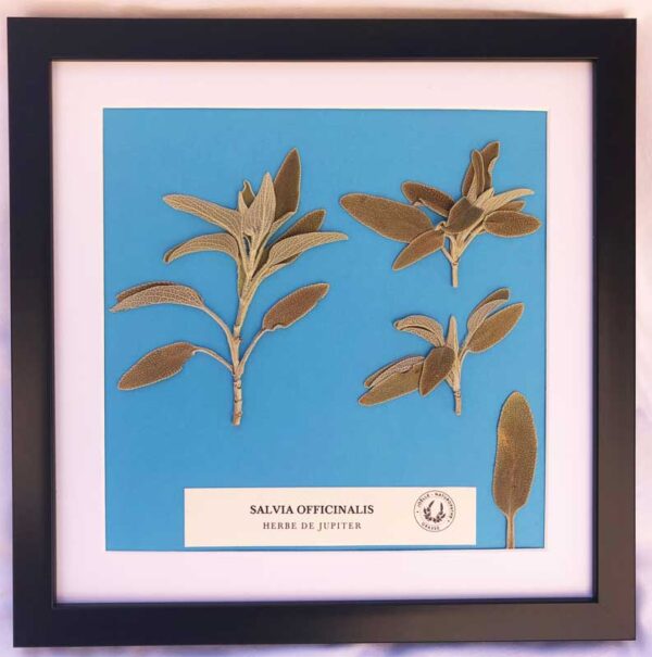 01 Tableau HERBE DE JUPITER