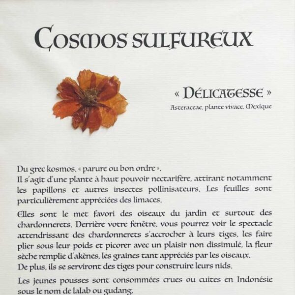 COSMOS SULFUREUX