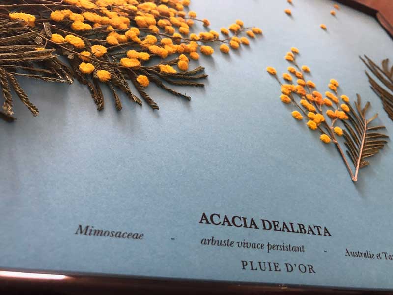PLUIE D'OR – Image 10
