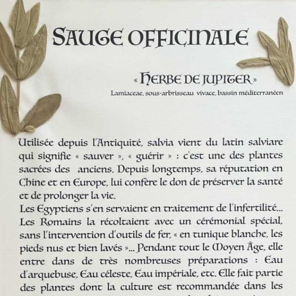 SAUGE OFFICINALE