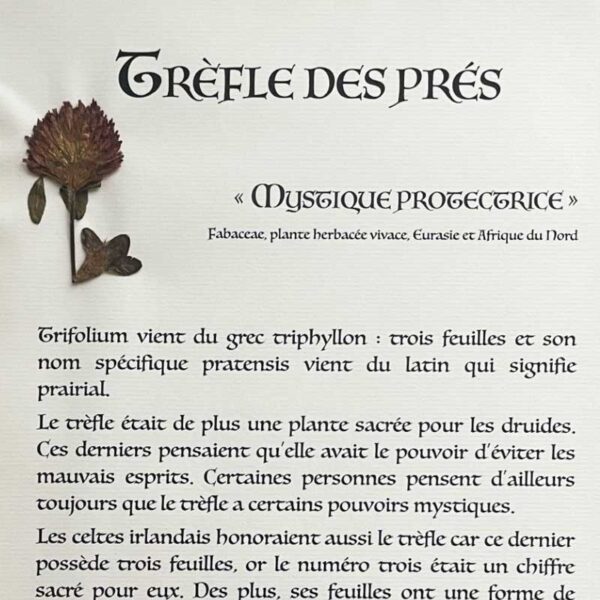 TREFLE DES PRÉS