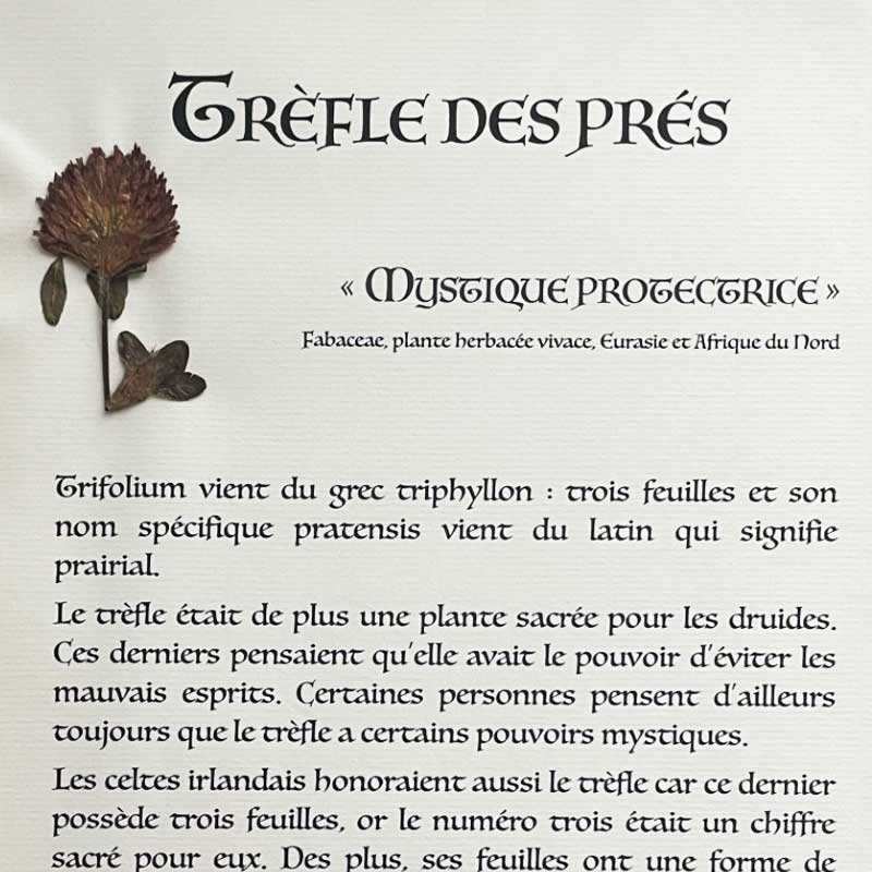 TREFLE DES PRÉS