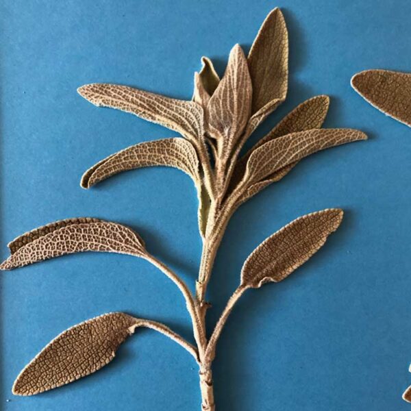 HERBE DE JUPITER