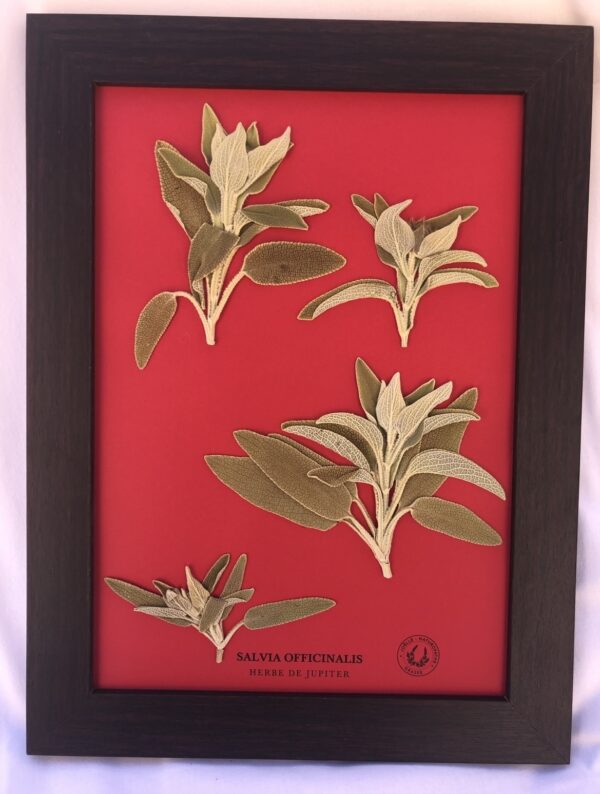 Tableau HERBE DE JUPITER jpg