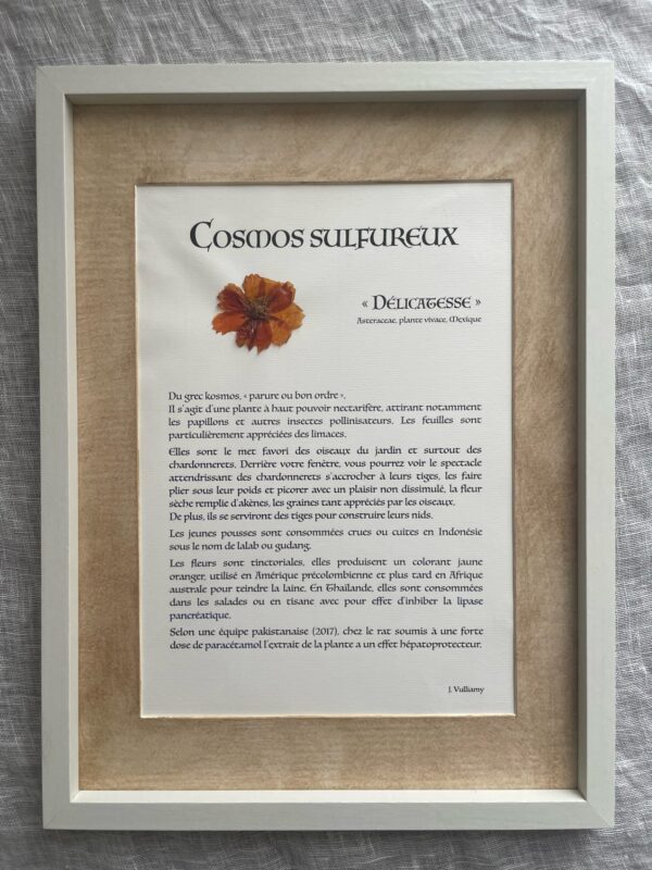 COSMOS SULFUREUX