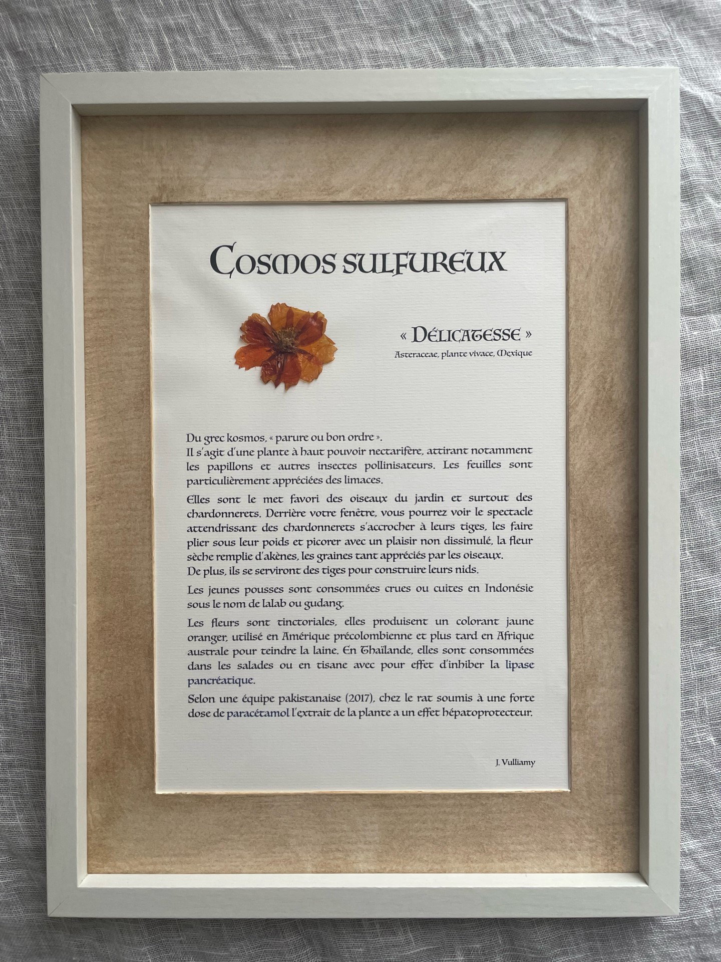 COSMOS SULFUREUX – Image 2