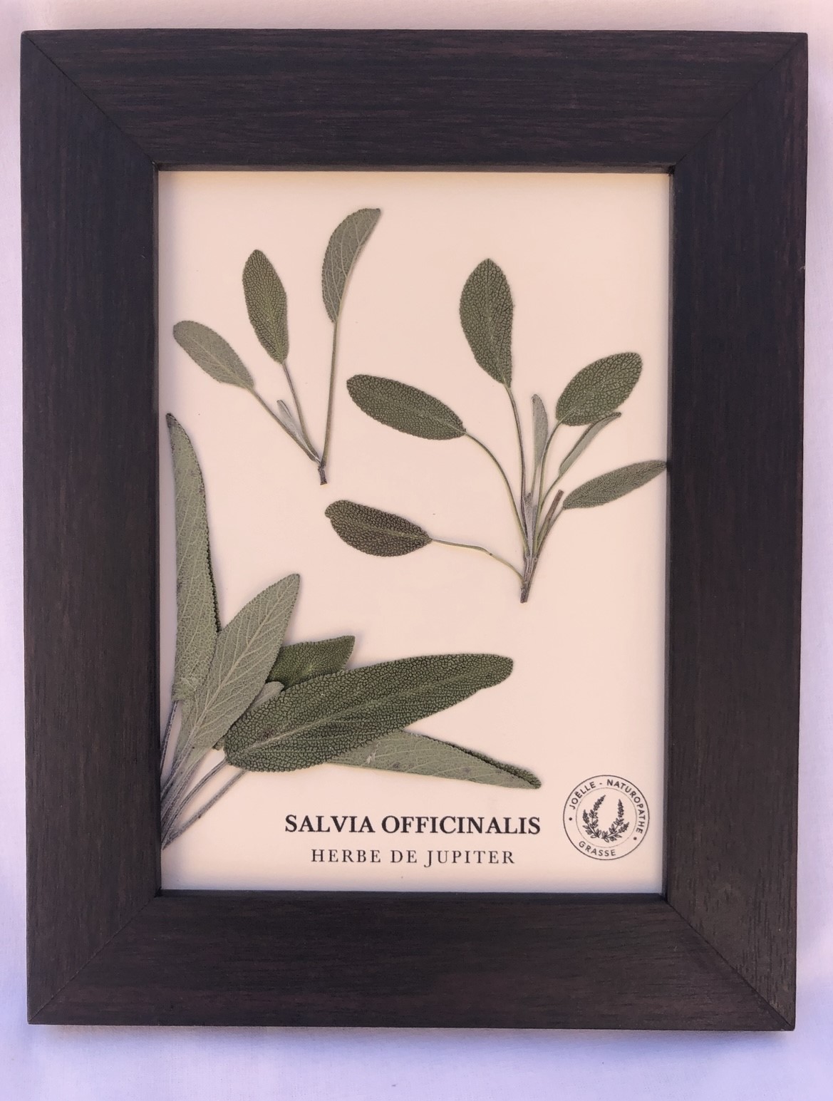Herbier HERBE DE JUPITER
